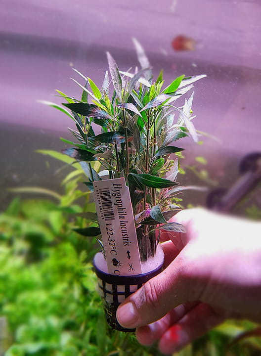 HYGROPHILA LACUTRIS NADWÓDKA JEZIORNA KOSZYK XXL ROŚLINA DO AKWARIUM